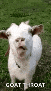 a white goat is standing in a field with its mouth open and making a funny face .