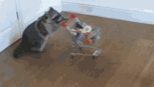 Racoons Shopping GIF - Racoons Shopping GIFs
