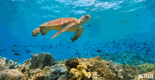 turtle chilling swimming in peace our planet coastal seas