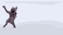 Roberto Cat GIF - Roberto Cat Dance GIFs