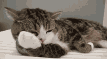 Cat Cute GIF - Cat Cute Licking GIFs