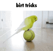 bird birds tricks sick tricks ball