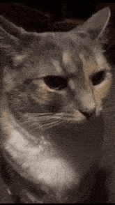 a close up of a cat with black eyes