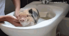 Tea Cup Pig Piggy Bath GIF - Tea Cup Pig Piggy Bath Relaxation GIFs