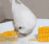 Budgie Parakeet Mother Father And The Son GIF - Budgie Parakeet Mother Father And The Son GIFs
