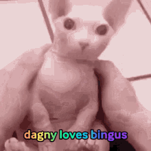 Dagny Bingus GIF - Dagny Bingus GIFs