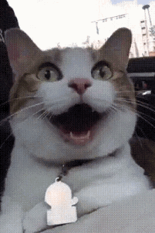 Cat Happy GIF - Cat Happy Excited GIFs