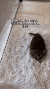 Cat Meme GIF - Cat Meme Wholesome GIFs