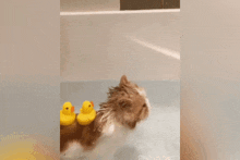 a cat in a bathtub with three rubber ducks behind it