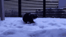 Snowed Cat GIF