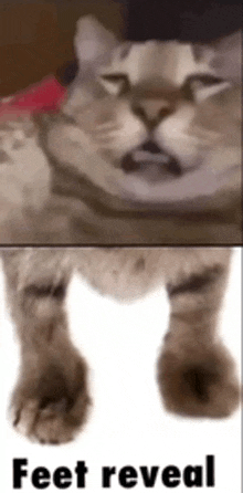 a cat 's feet are revealed in a meme