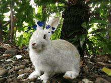 Shake The GIF - Shake The Rabbit GIFs