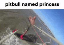 Pitbull Princess GIF - Pitbull Princess GIFs