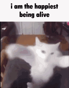 Happy Happy Cat GIF - Happy Happy Cat White Cat GIFs
