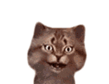 gravycatman cat