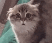 Cat Blinking GIF - Cat Blinking Confused GIFs