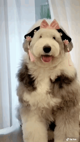 dog.gif