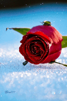 Red Rose Sparkly GIF