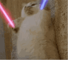 Cat Lightsaber GIF - Cat Lightsaber Cute GIFs