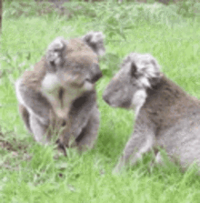 Koala Kiss GIF