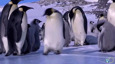 Penguin slipping on ice and knocking over other penguins.
