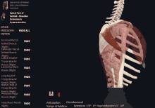 Spinal Part Of Deltoid Deltoid GIF - Spinal Part Of Deltoid Deltoid Shoulder Extension And Hyperextension GIFs
