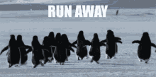 run run away penguins faster snow