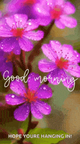 a good morning message with purple flowers and the words `` hope youre hanging in ''