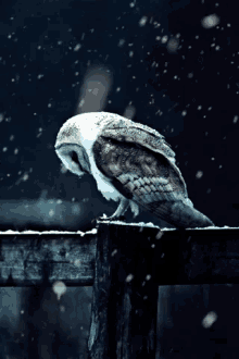 Chouette GIF - Chouette Owl Animal GIFs