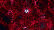 a close up of a red flower with a blue center on a dark background .