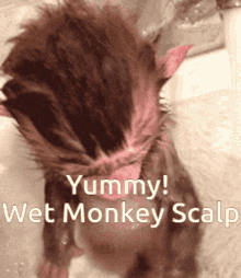 Wet Monkey GIF - Wet Monkey Scalp GIFs