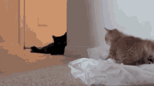 A Kitten A Cat & A Bag... GIF - Black Cat Bags Playing GIFs