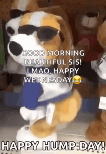 happy wednesday funny dog