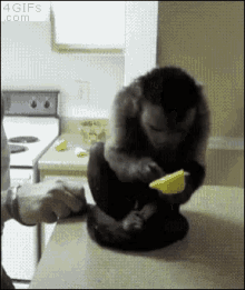 Monkey Lemon GIF - Monkey Lemon Forgot How To Monkey GIFs