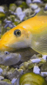 Fish Succ GIF - Fish Succ GIFs