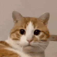 a close up of a brown and white cat looking at the camera with a sad look on its face .