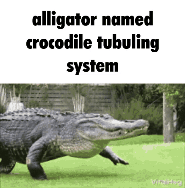 Keelyn Alligator GIF - Keelyn Alligator Alligator Named - Discover & Share  GIFs