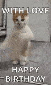 a cat is standing on its hind legs and dancing .