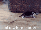 Bito Spider GIF - Bito Spider Vito GIFs