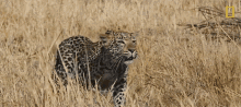 Leopard National Geographic GIF
