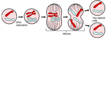 a diagram showing dna replication and mitosis with silhouettes of people