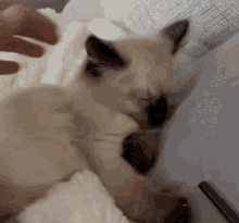 Seal Point Cat GIF
