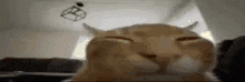 a close up of a cat sleeping with its eyes closed in a living room .