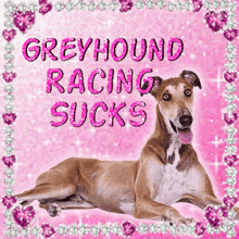 a picture of a greyhound on a pink background with the words greyhound racing sucks