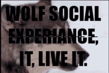 Wolf Wolf Social GIF - Wolf Wolf Social Live It GIFs