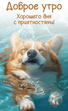 a picture of a dog in the water with the words " доброе утро " in the upper right corner