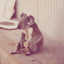Koala GIF - Koala GIFs