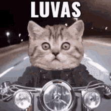 Luvas Moto GIF - Luvas Moto Gato GIFs