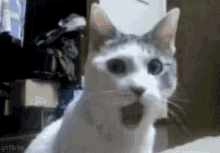 Funny Cat Astonished GIF