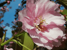 сакура квітка весна Sakura Flower GIF - сакура квітка весна Sakura Flower GIFs